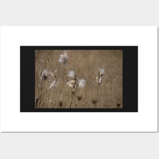 Milkweed seedheads Posters and Art